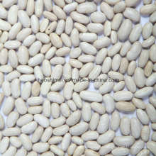 New Crop Baishake Type White Bean
